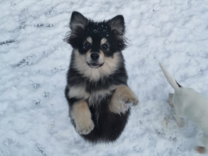 Tierschutz-Adventskalender 2024
